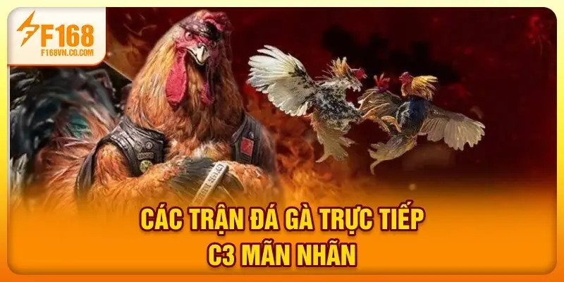 Các trận đá gà trực tiếp C3 mãn nhãn
