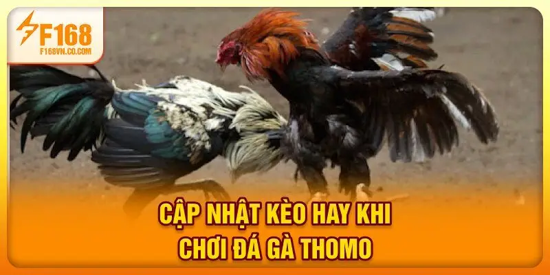 Cập nhật kèo hay khi chơi đá gà Thomo