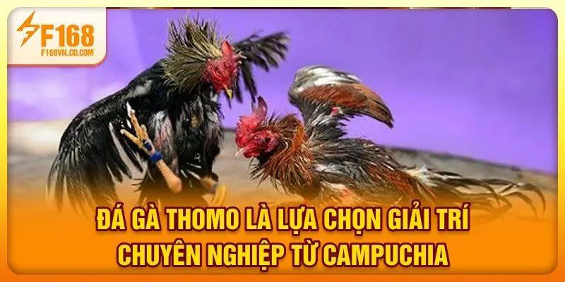 Đá gà Thomo là lựa chọn giải trí chuyên nghiệp từ Campuchia