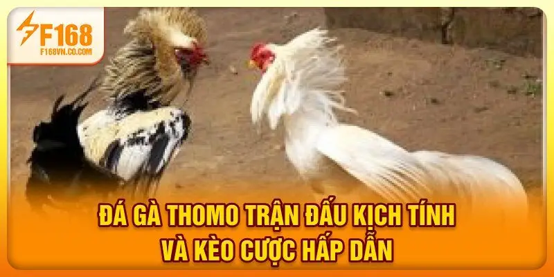 Đá Gà Thomo - Trận Đấu Kịch Tính Và Kèo Cược Hấp Dẫn