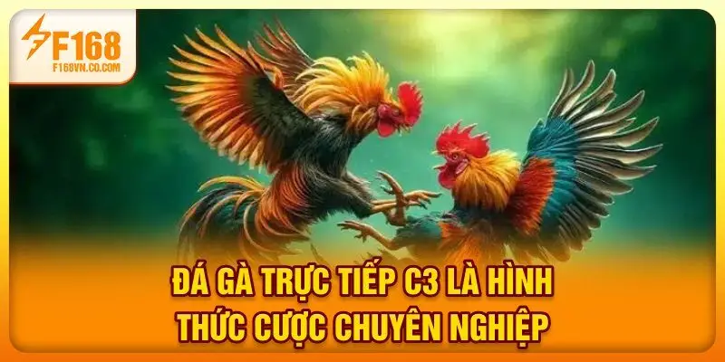 Đá gà trực tiếp C3 là hình thức cược chuyên nghiệp