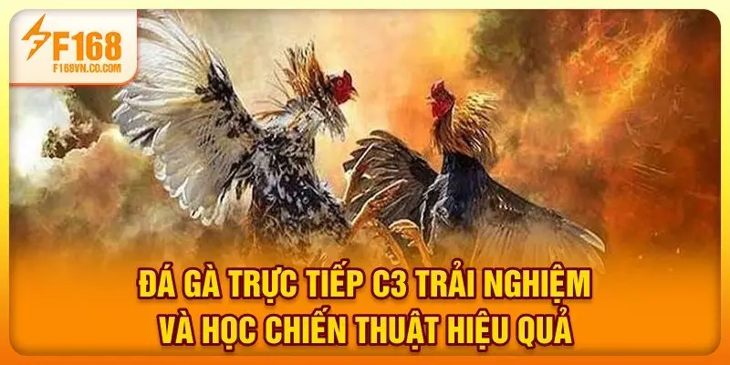 Đá Gà Trực Tiếp C3 - Trải Nghiệm Và Học Chiến Thuật Hiệu Quả
