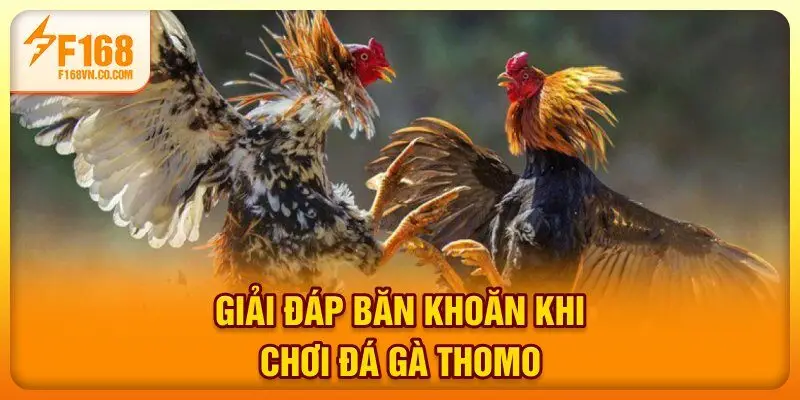 Giải đáp băn khoăn khi chơi đá gà Thomo